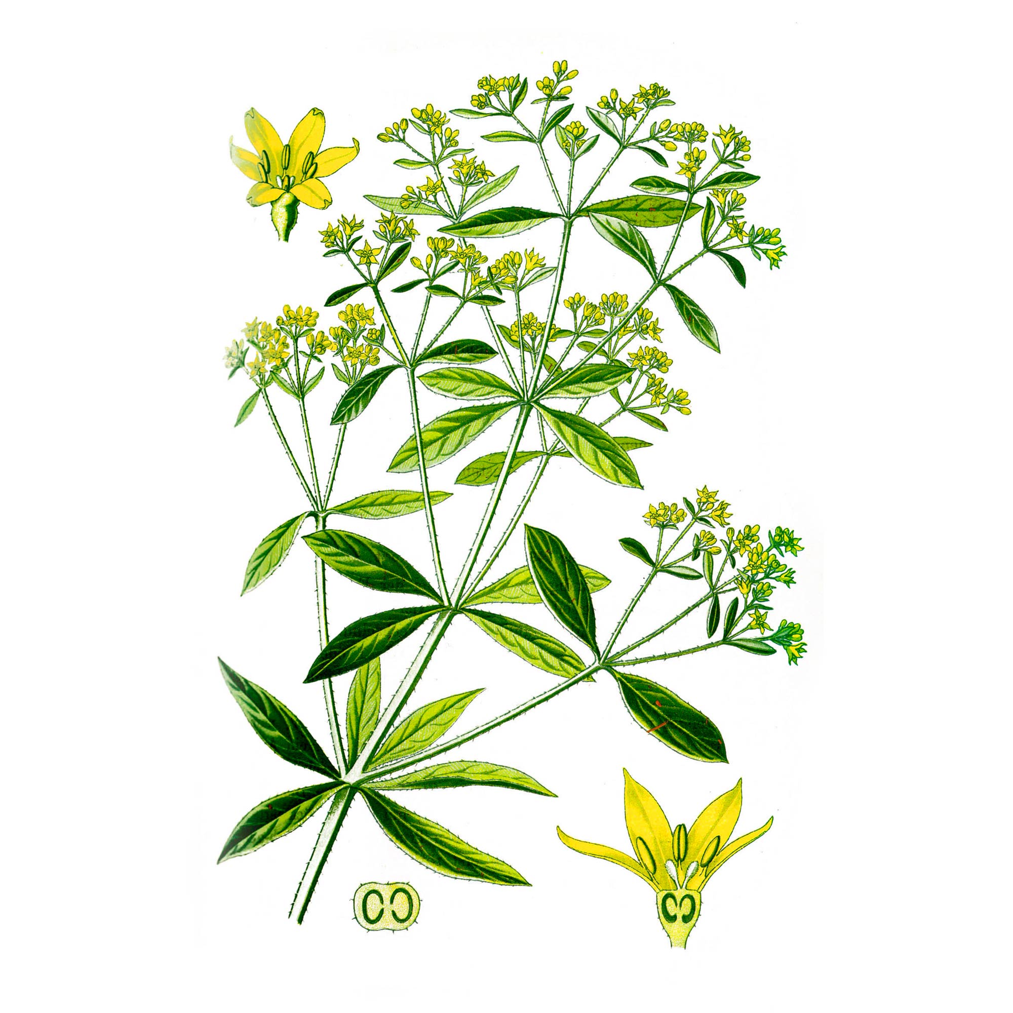 Марены красильной (Rubia tinctorum L.) корней экстракт LE, двойной пакет ПЭ, 1 кг от производителя Травы Байкала купить оптом